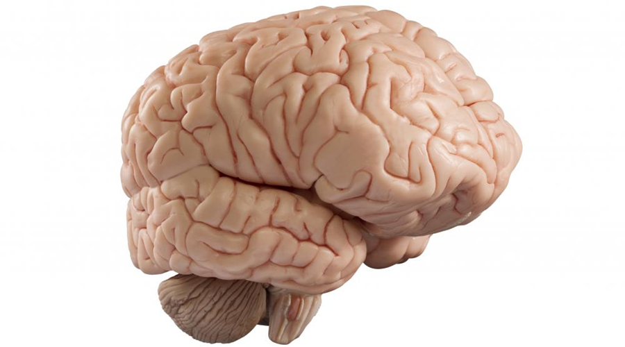 Neurofisiologia da mediunidade