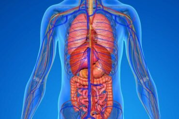 Homeostase física e mental