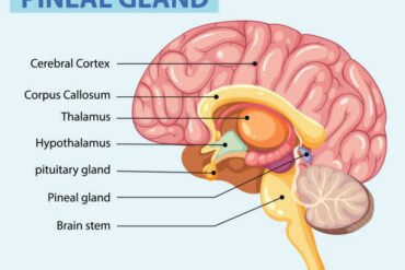 Detailed illustration of brain parts and pineal gland