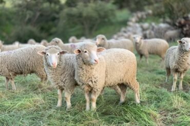 a herd of sheep standing on top of a lush green field