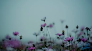 A leitura da neurologia em Freud