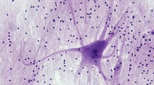 Níveis de análise em neurociências