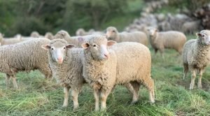 a herd of sheep standing on top of a lush green field