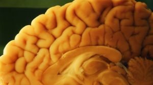 O cérebro e o mundo