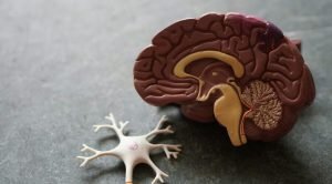 Neurologia popular