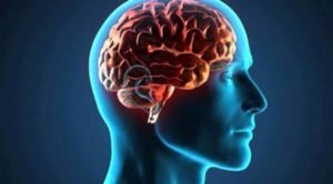 O nosso cérebro de cada dia